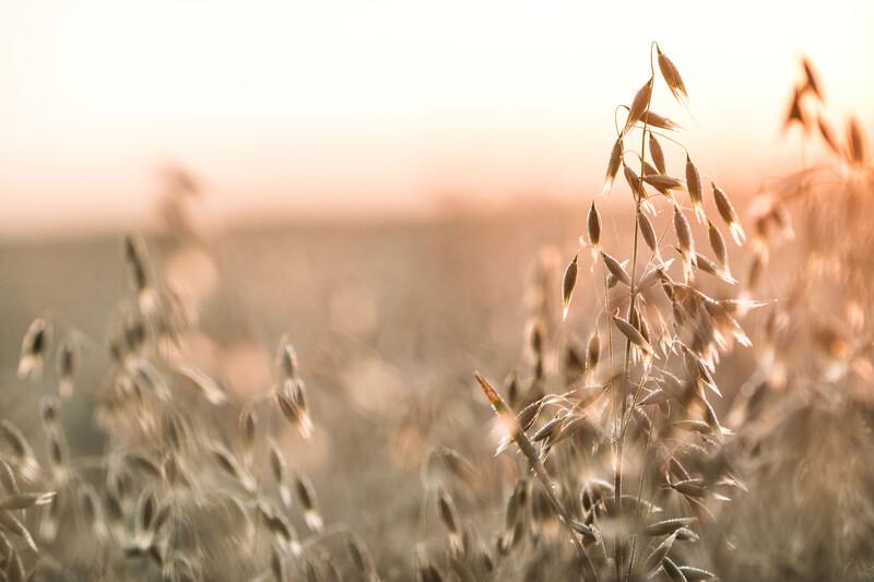 Alpro invests 80 million Euro in 2015