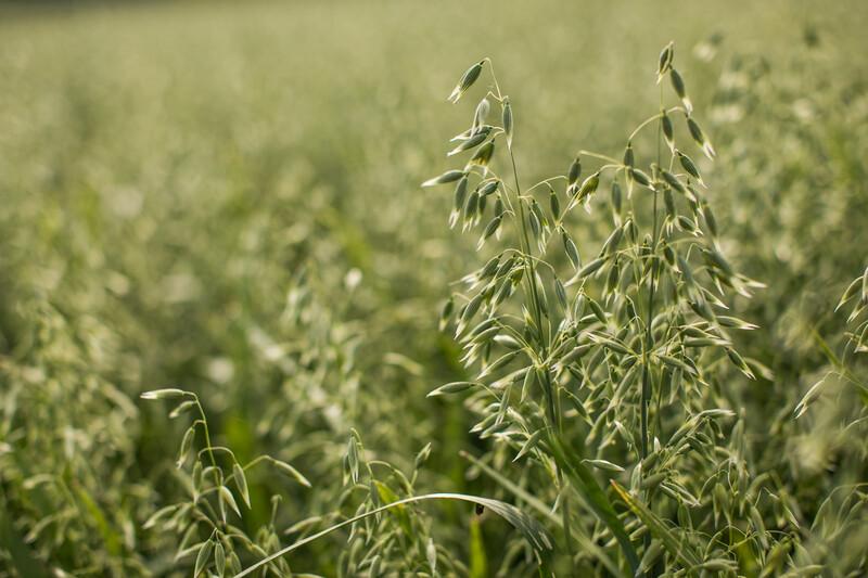 Roberto del Barrio, nuevo director de la división de productos de origen vegetal de Danone Iberia