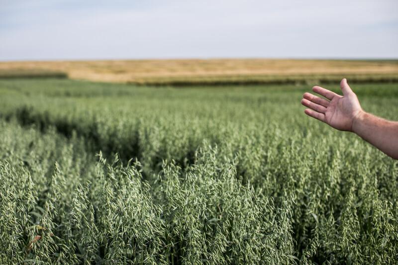 How plant-based diets help reverse the nitrogen disruption