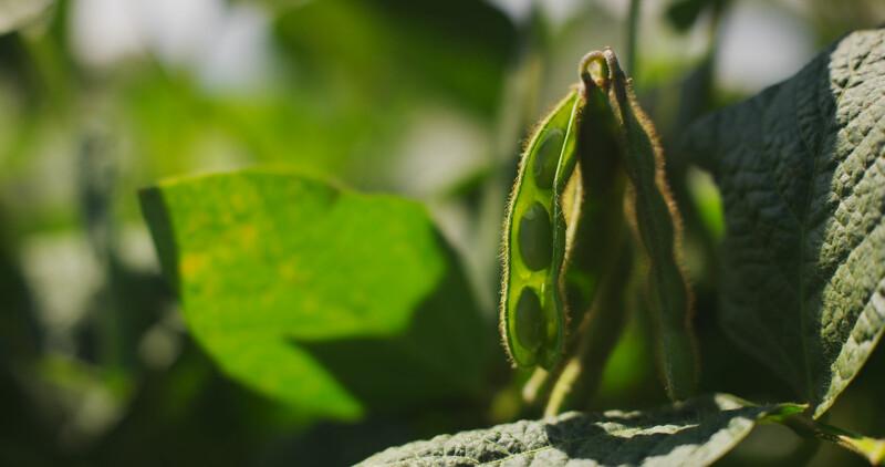 Eerste Vlaamse soja binnenkort geoogst